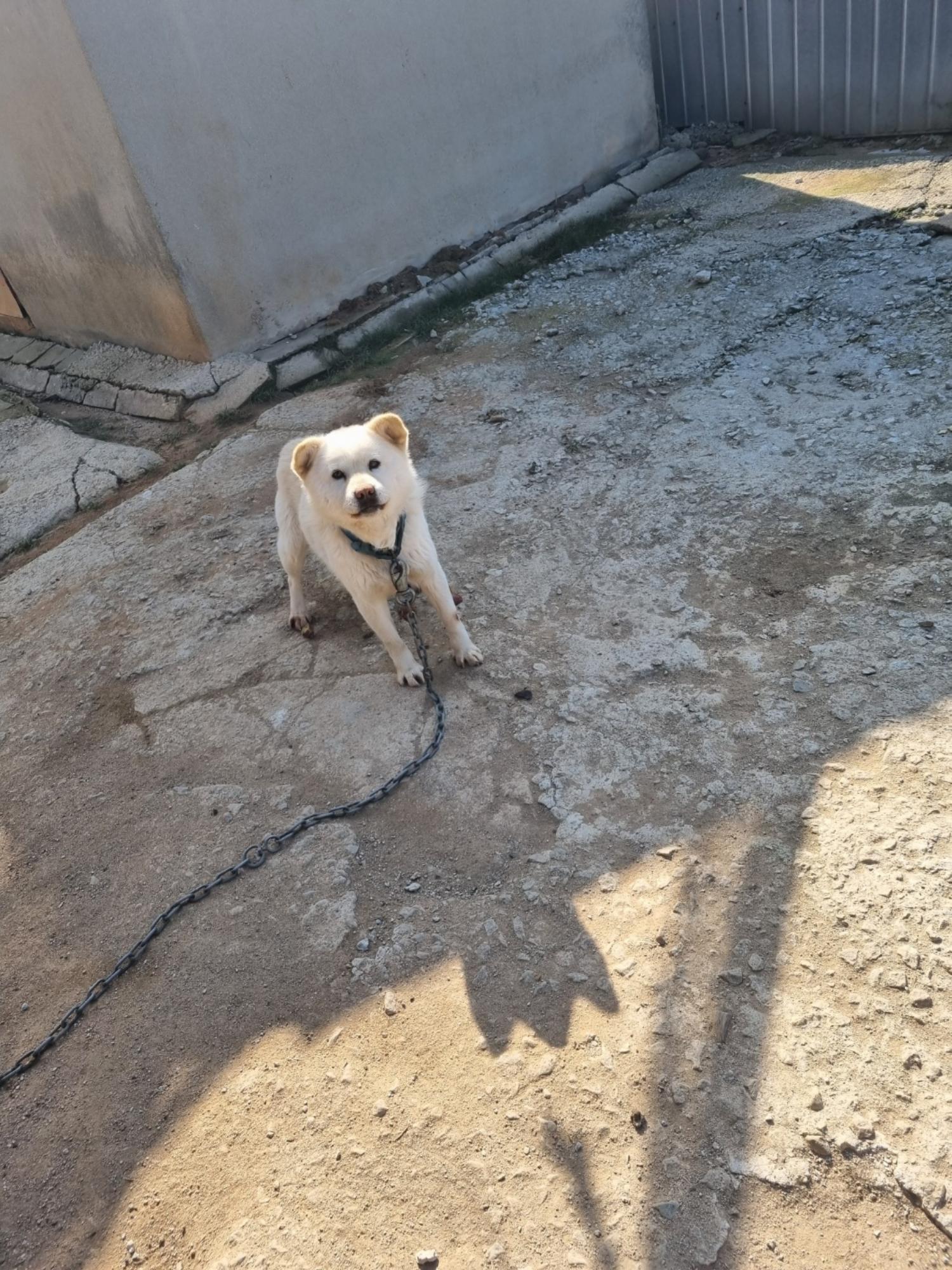 부안군 동물보호센터_445479202500106